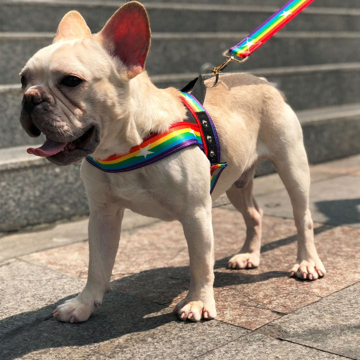 The Pet Rainbow Chain Style Leash: A Colorful Companion for Your Furry Friend