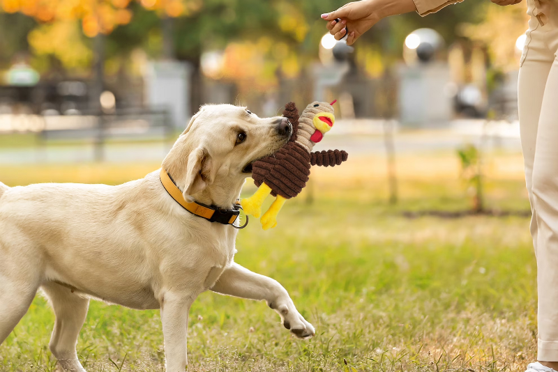 Fun Toys For Happy Pets
