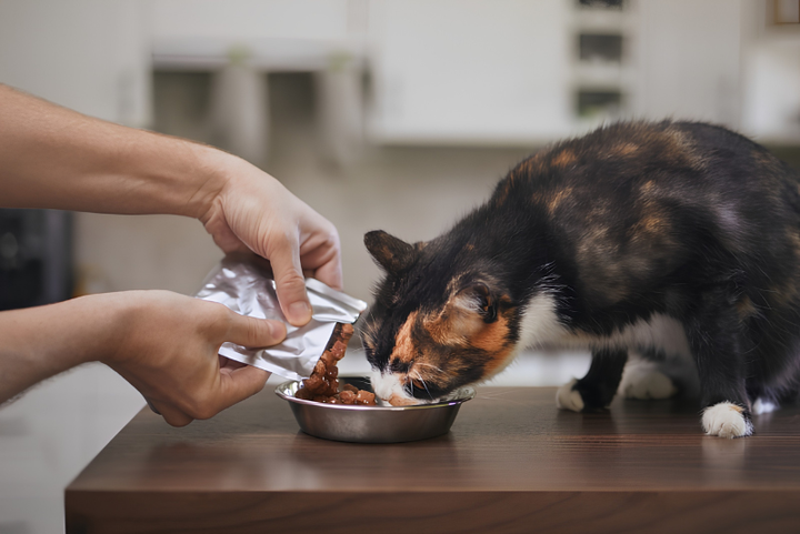 Healthy Daily Pet Feeding Tips